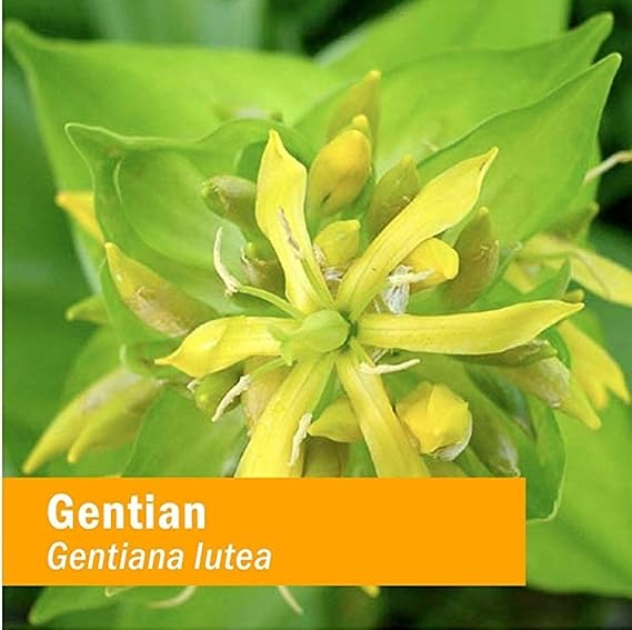 Herb Pharm GENTIAN EXTRACT 1 oz