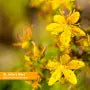 Herb Pharm ST. JOHN'S WORT EXTRACT 1 oz