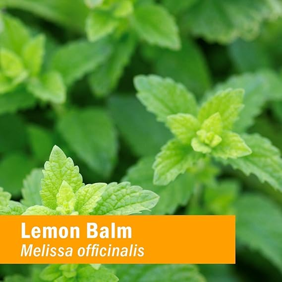 Herb Pharm LEMON BALM ALCOHOL-FREE 1 oz