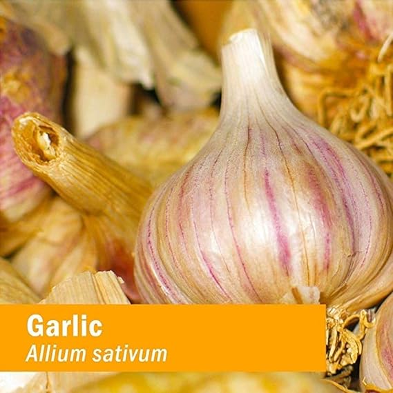 Herb Pharm GARLIC EXTRACT 1 oz