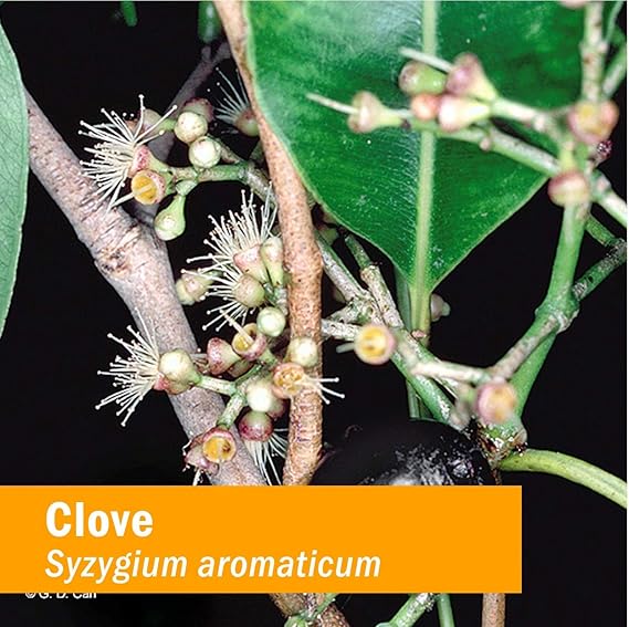 Herb Pharm CLOVE EXTRACT 1 oz