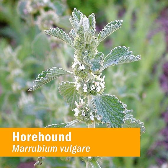 Herb Pharm HOREHOUND EXTRACT 1 oz