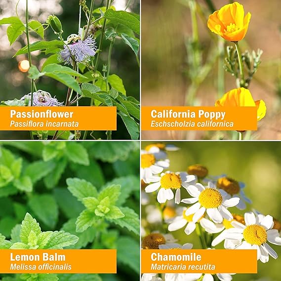 Herb Pharm KIDS FAST ASLEEP ALCOHOL-FREE 1 oz