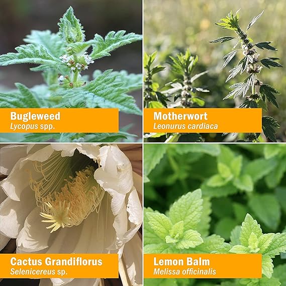 Herb Pharm THYROID CALMING 1 oz