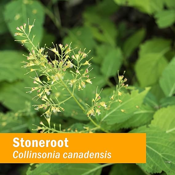 Herb Pharm STONEROOT BLEND EXTRACT 1 oz