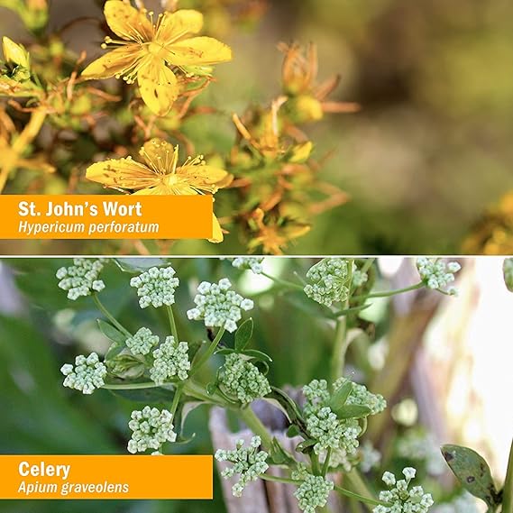 Herb Pharm NERVOUS SYSTEM TONIC 4 oz