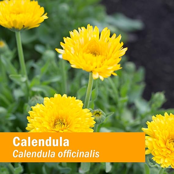 Herb Pharm NERVOUS SYSTEM TONIC 1 oz