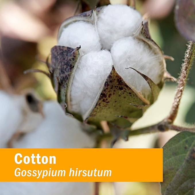 Herb Pharm COTTON ROOT BARK EXTRACT 1 oz