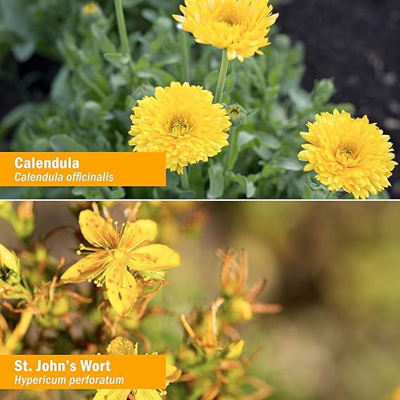 Trauma Oil Compound Calendula & Arnica 1 fl oz