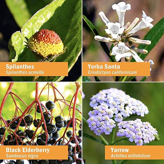 Herb Pharm RAPID IMMUNE BOOST (Echinacea-Goldenseal) 2 oz