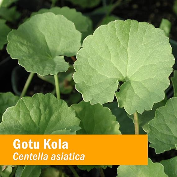 Herb Pharm GOTU KOLA EXTRACT 4 oz