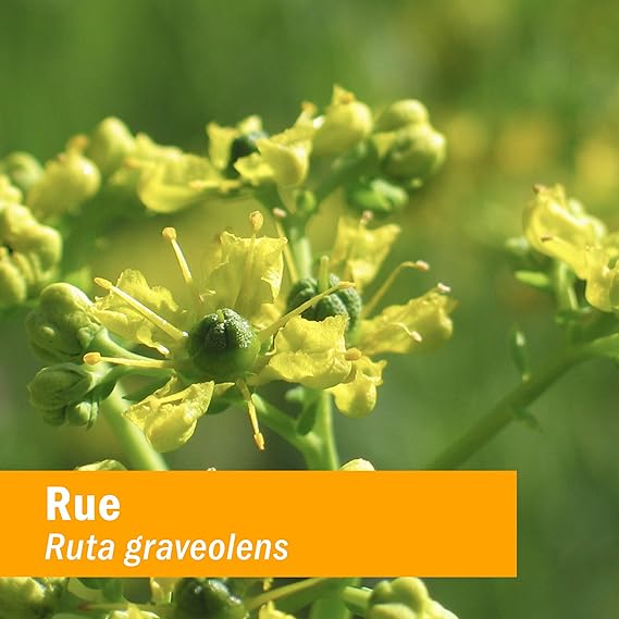Herb Pharm RUE EXTRACT 1 oz