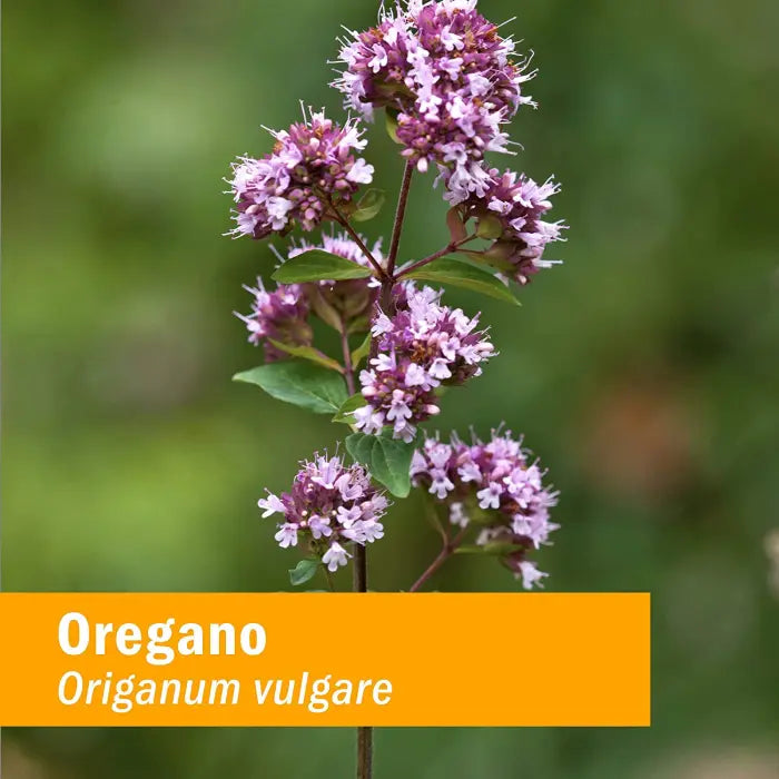 Herb Pharm OREGANO SPIRITS 1 oz