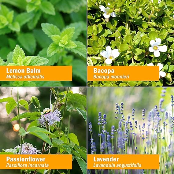 Herb Pharm KIDS CAPTAIN CONCENTRATE ALCOHOL-FREE 1 oz