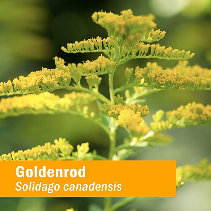 Herb Pharm GOLDENROD EXTRACT 1 oz