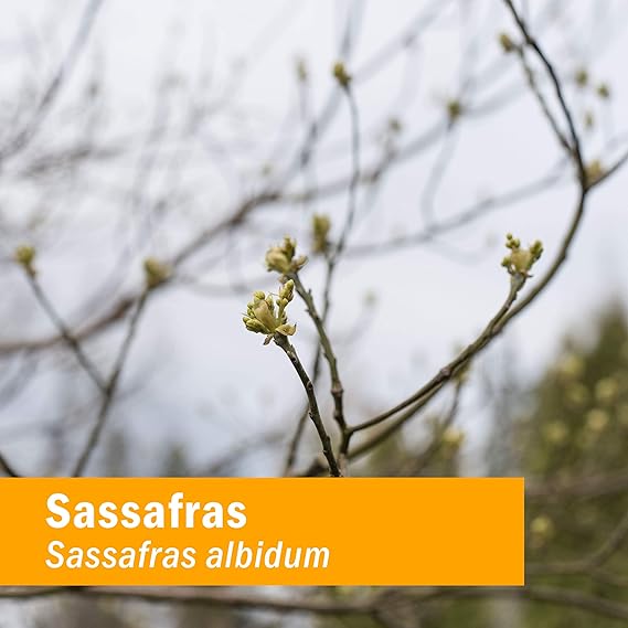 Herb Pharm SASSAFRAS EXTRACT 1 oz