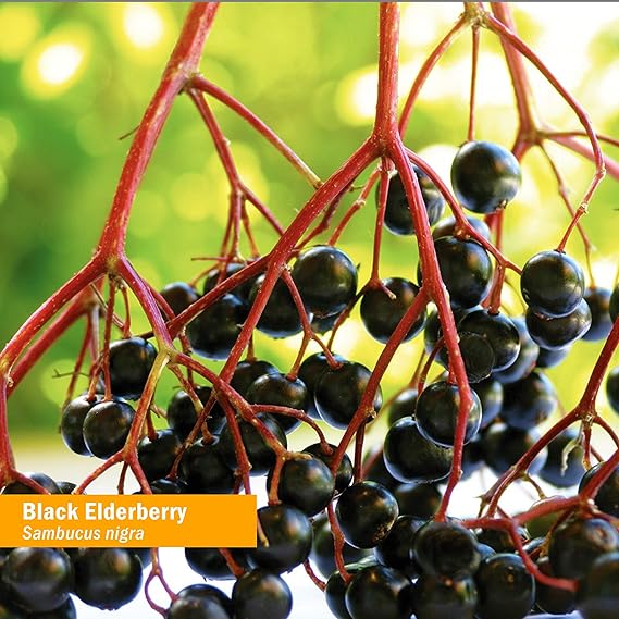 Herb Pharm KIDS BLACK ELDERBERRY ALCOHOL-FREE 1 oz