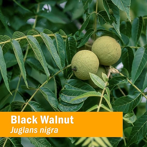 Herb Pharm BLACK WALNUT EXTRACT 1 oz