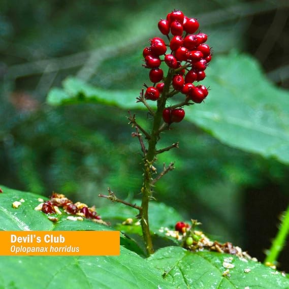 Herb Pharm DEVIL'S CLUB EXTRACT 1 oz