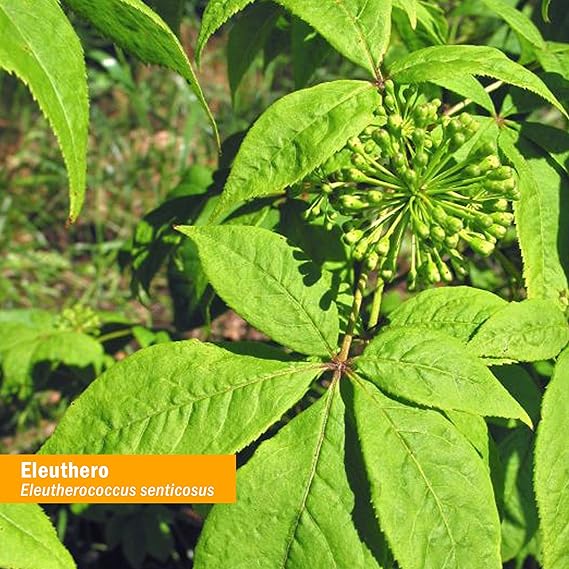 Herb Pharm ELEUTHERO GLYCERITE 1 oz