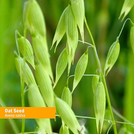 Herb Pharm OAT SEED EXTRACT 4 oz