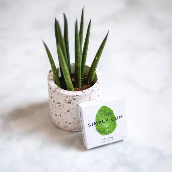 SIMPLY GUM Natural Mint 15 CT