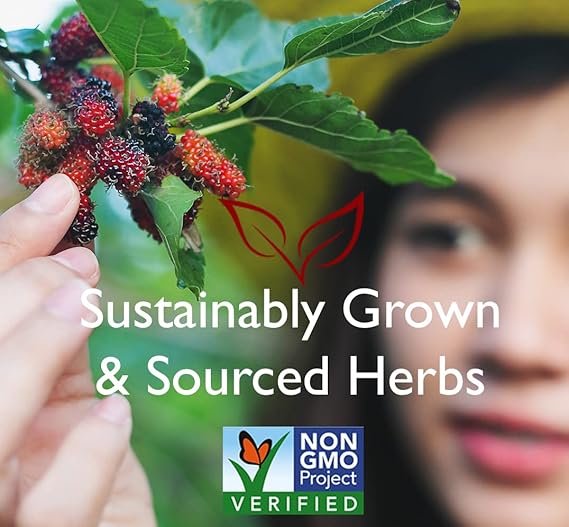 BRAVO TEA Absolute Schisandra Berry Tea 20 BAG