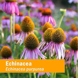 Herb Pharm SUPER ECHINACEA EXTRACT 2 oz