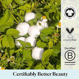 SKY ORGANICS ORGANIC COTTON BALLS 100CT