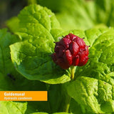 Herb Pharm GOLDENSEAL ALCOHOL-FREE 1 oz