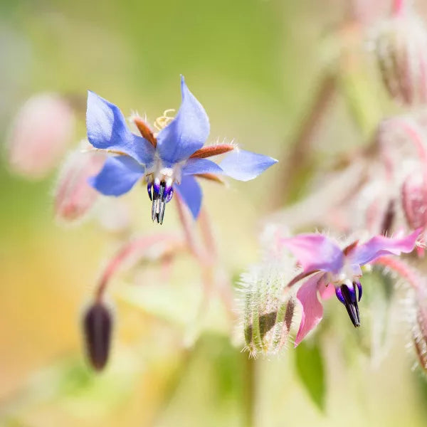 SHIKAI BORAGE DRY SKIN ADULT LOTION 8OZ