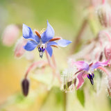 SHIKAI BORAGE DRY SKIN ADULT LOTION 8OZ