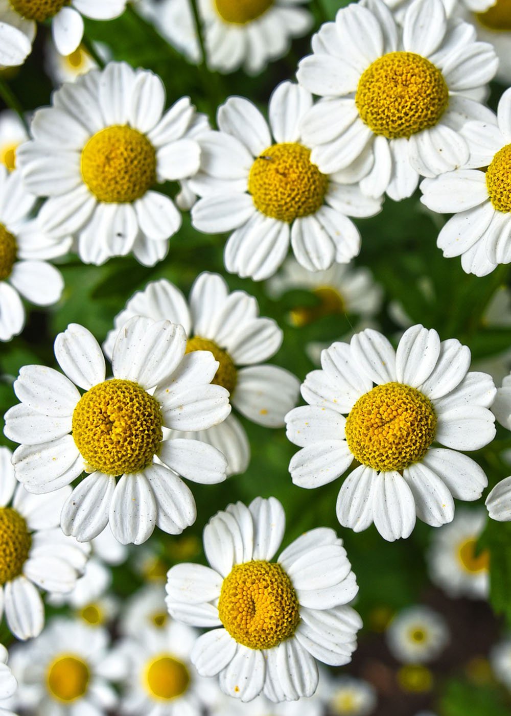 Herb Pharm CHAMOMILE EXTRACT 1 oz