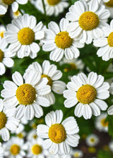 Herb Pharm CHAMOMILE EXTRACT 1 oz